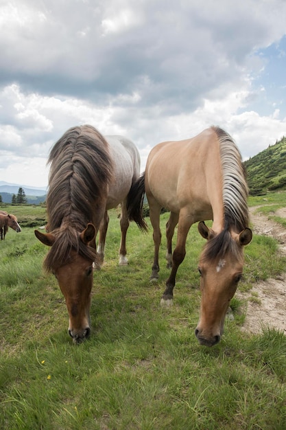 두 마리의 아름다운 말이 서로 머리를 맞대고 서 있습니다. 동물들 사이의 우정