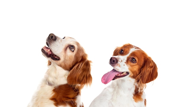 Two beautiful hunter dogs isolated on a white background