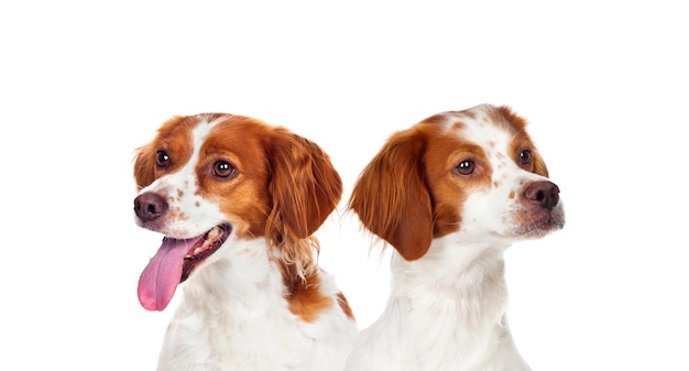 Two beautiful hunter dogs isolated on a white background