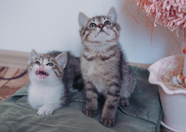 Two beautiful little tabby kittens sit next to each other and pose.