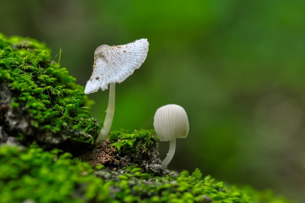 Photo two beautiful mushroom