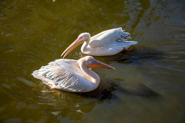 Two beautiful pink pelicans gracefully swim on the lake