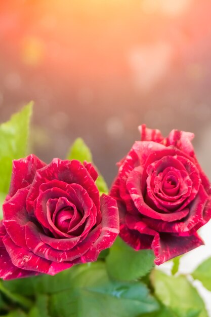 Two beautiful red roses