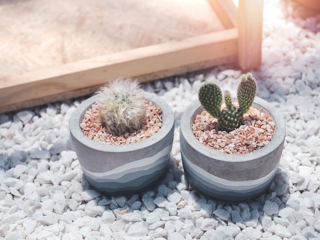 Two beautiful round concrete pots with cactus plant on white gravels