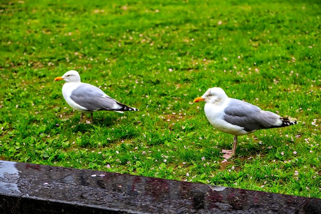 Two beautiful seagull walk on the grass