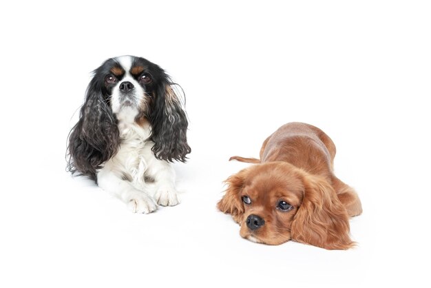 two beautiful spaniels isolated on white background