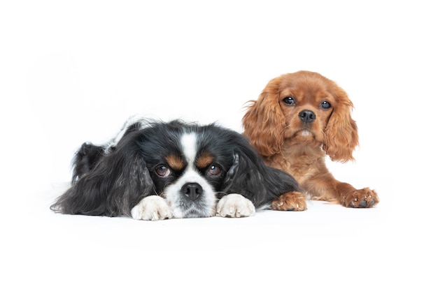 Two beautiful spaniels isolated on white background