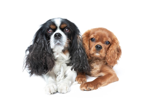 Two beautiful spaniels isolated on white background