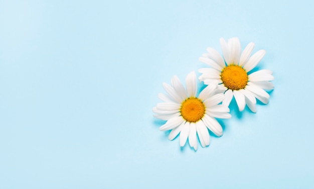 Two beautiful white daisies on a light blue background closeup top view white petals and a yellow center Copy space