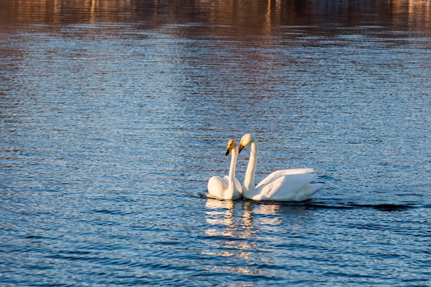 Two beautiful white swans swimming on the lake