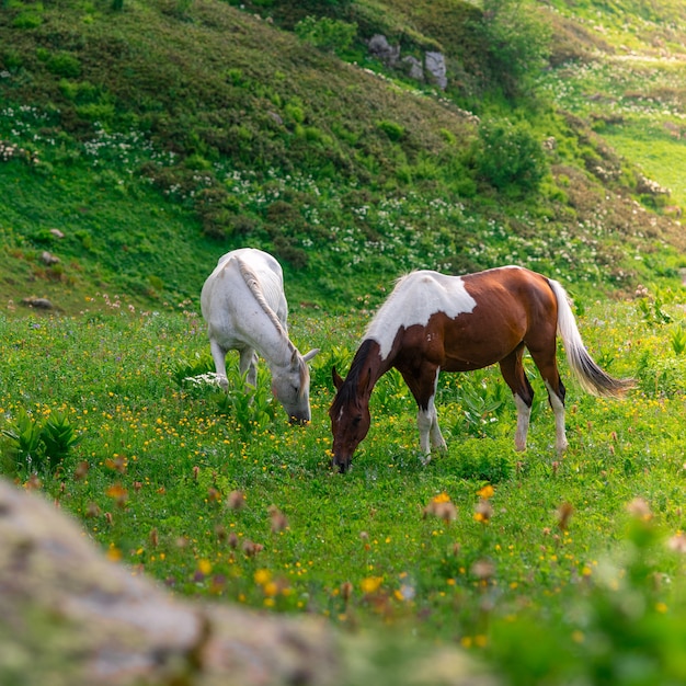 Two beautiful wild horses graze in green alpine meadows Mountains of the Krasnaya Polyana resort