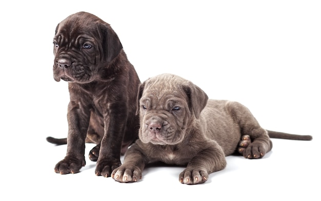 Two beautiful young puppies italian mastiff cane corso (1 month) on white background.