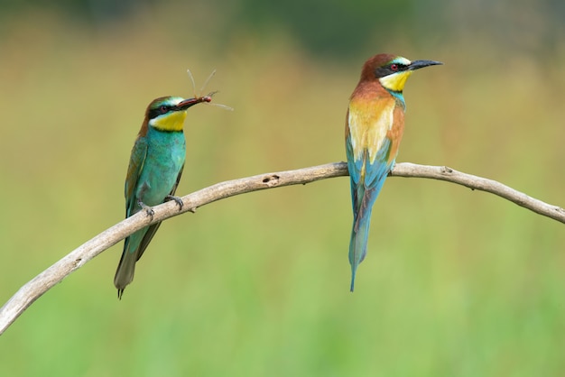 Two Bee-eaters on a branch