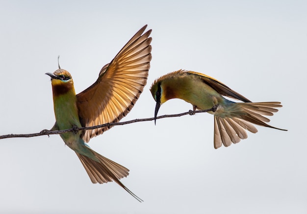 Two Bee-eaters on a twig Yala National Park