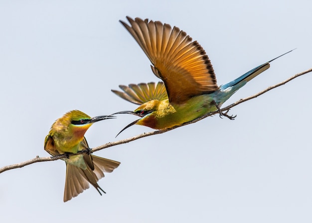 Two Bee-eaters on a twig Yala National Park