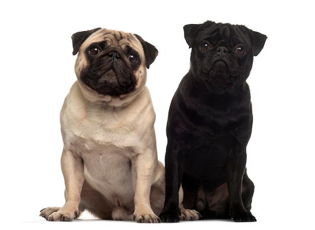 Two Beige Pug Dog Sitting together