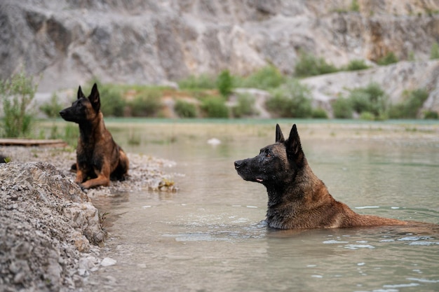 호수 물에 누워 두 벨기에 Malinois 개