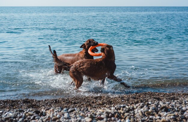 2人のベルギーの羊飼いがビーチで遊んで、2匹の犬がビーチで遊んで、犬が泳いで海で遊んでいます