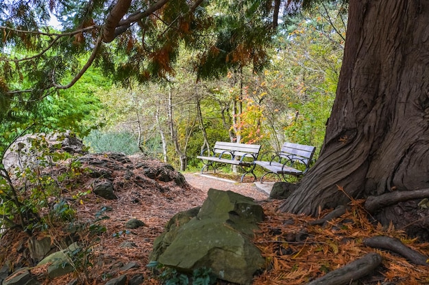 Two benches in a park on autumn season