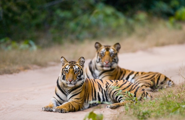 Two Bengal tiger lying on the road in the jungle. India.