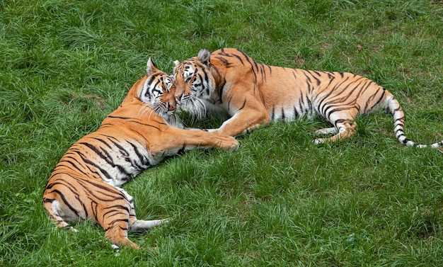 緑の草の上に2頭のベンガルトラが横たわっています