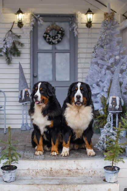 Two Bernese Mountain Dogs on background of a blue and white veranda of wooden house