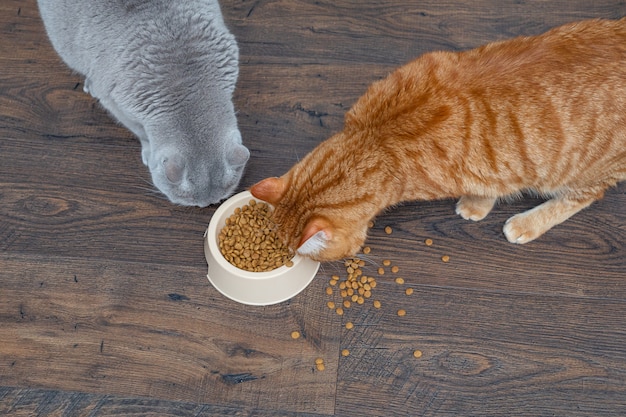 Foto due grandi gatti grigi e rossi mangiano cibo per gatti secco da una ciotola. copyspace.