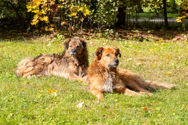 芝生の上の2匹の大きな犬、都市公園に横たわっている茶色、赤い毛皮の犬、犬または犬