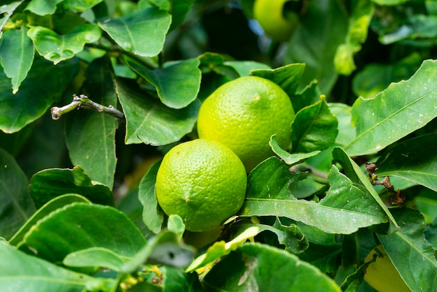 Two big green lemons on the tree