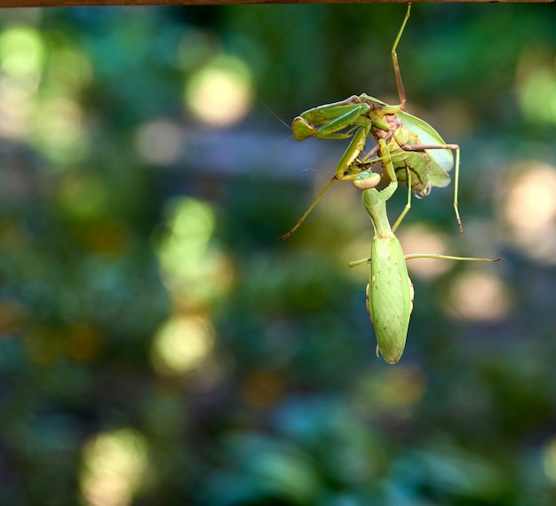 Two big green praying mantis on a branch, close up