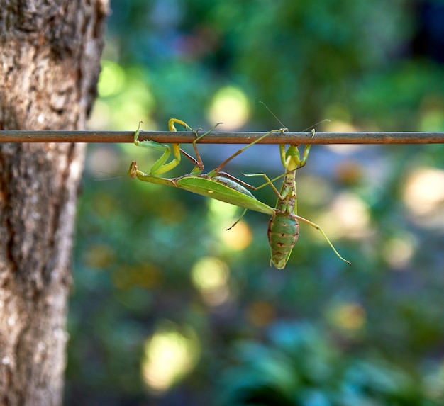 Two big green praying mantis on a branch, close up