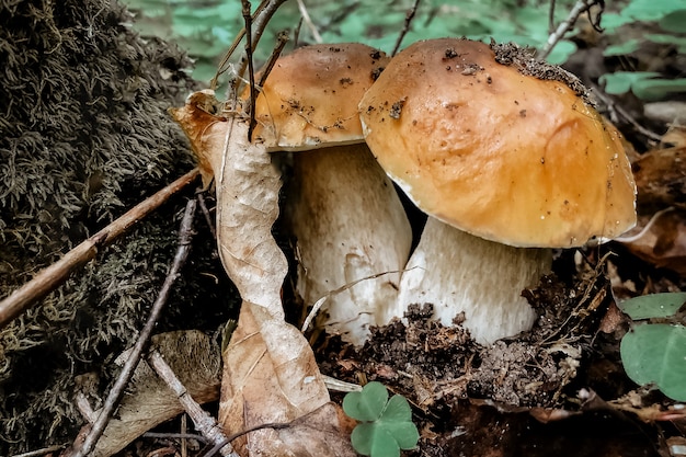 숲에서 발견 된 두 개의 큰 포르 치니 버섯