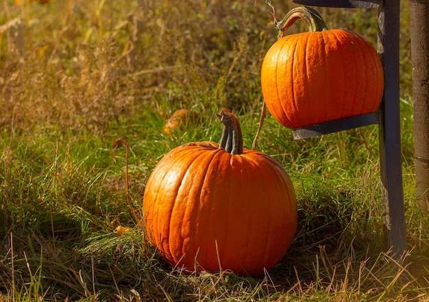 Two big pumpkins on a farm field as a decoration during the harvest festival