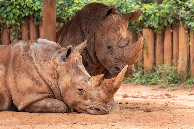 動物園の2つの大きなサイ