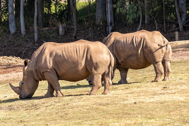 Due grandi rinoceronti in giardino zoologico.