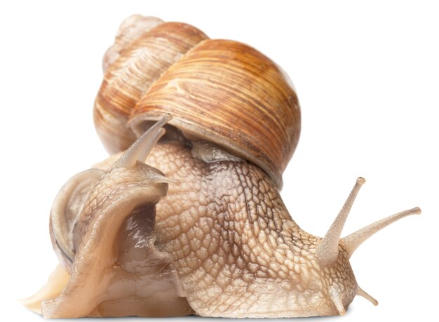 Two big snails posing. isolated on white