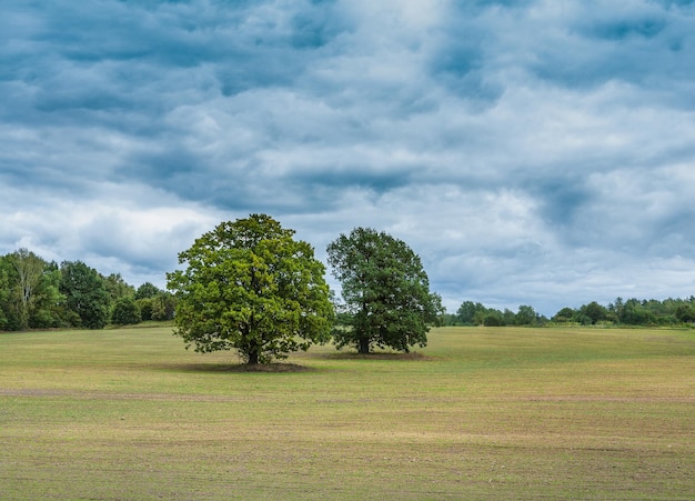 Two big trees on empty field in forest