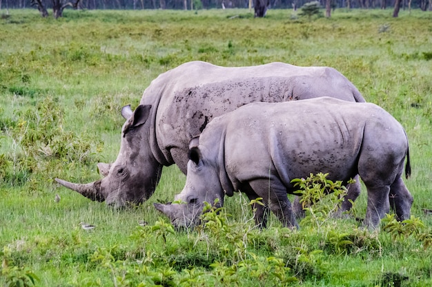 두 개의 큰 흰 코뿔소. 케냐 나 쿠루