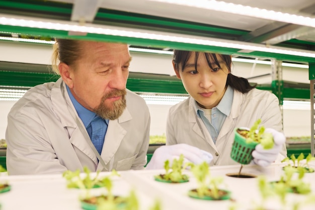 Two biotechnologists in lab coats studying characteristics of plants