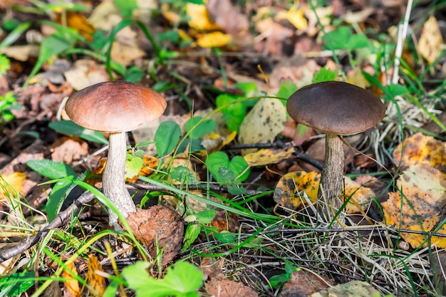 Two birch mushroom on the field in summer in the grass and foliage