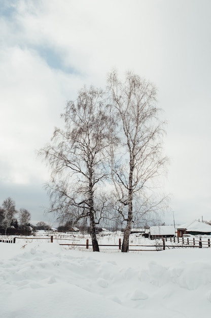 Two birch trees are growing in the village