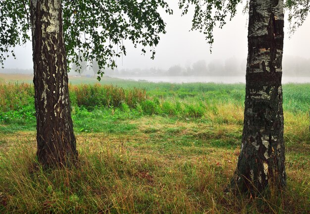 Two birch trees in the fog