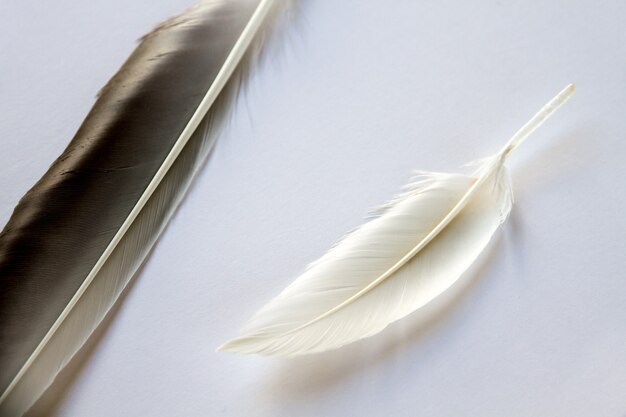 Two bird wing feather isolated on light gray background