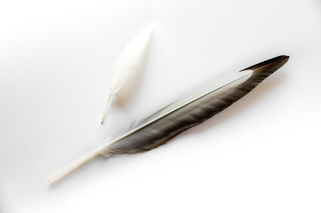 Two bird wing feather isolated on white background