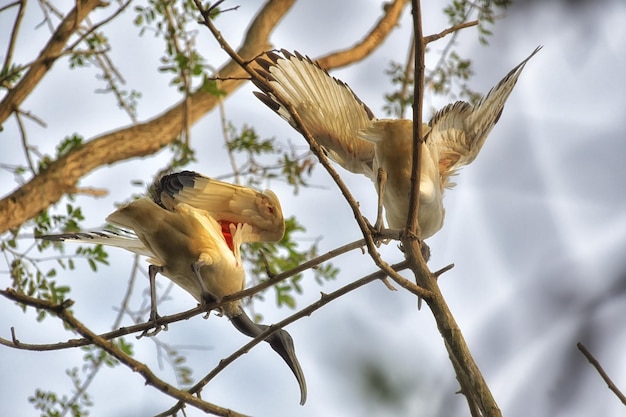 Two birds are on a branch and one has a red beak.