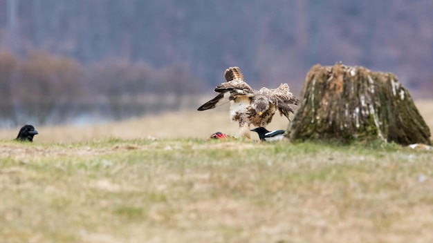 Premium Photo | Two birds flying in the field