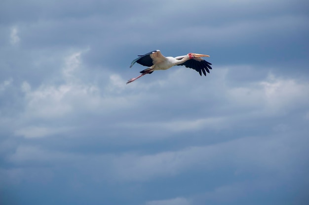 写真 空を飛ぶ二羽の鳥と空を飛ぶ鳥。