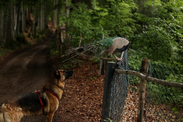 Foto due uccelli in una foresta