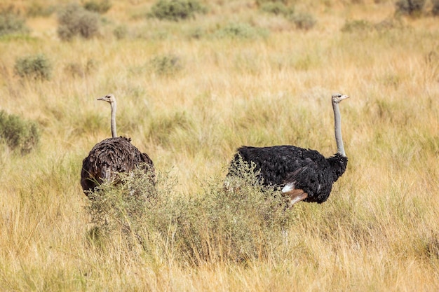 Two birds on land