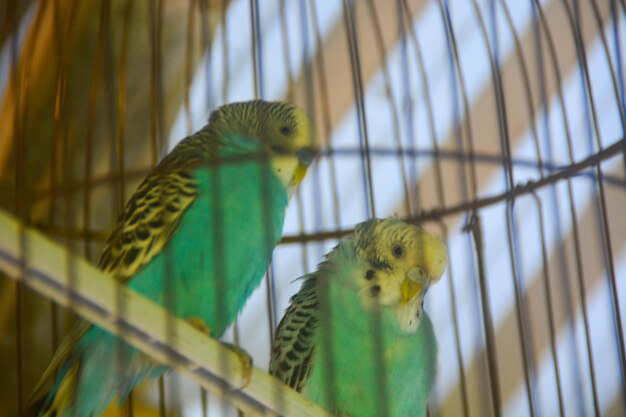 に閉じ込められた2匹の鳥